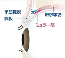 眼瞼下垂ではない目